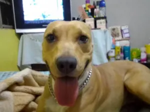 Cachorro raça Pit-Bull idade 4 anos nome Pandora