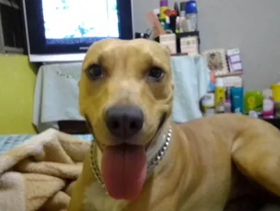 Cachorro raça Pit-Bull idade 4 anos nome Pandora
