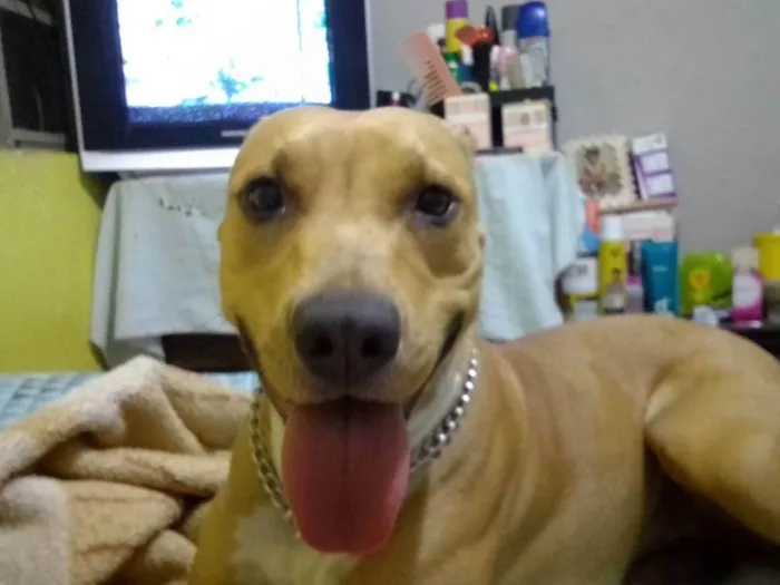Cachorro ra a Pit-Bull idade 4 anos nome Pandora