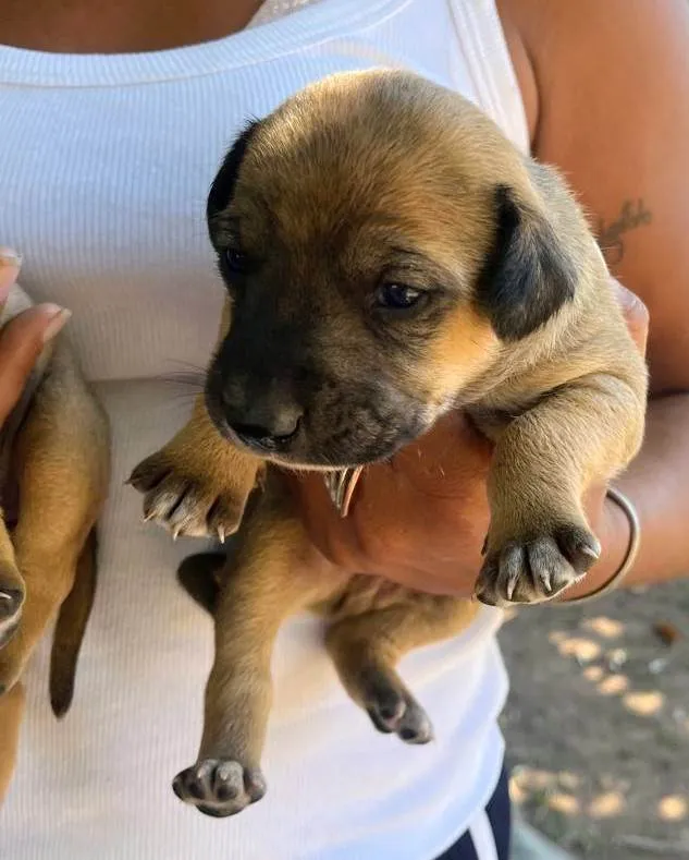 Cachorro ra a SRD-ViraLata idade 2 a 6 meses nome Cachaça 