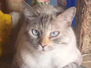 Gato raça SRD-ViraLata idade 3 anos nome Sol