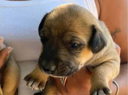 Cachorro raça SRD-ViraLata idade 2 a 6 meses nome Cachaça 
