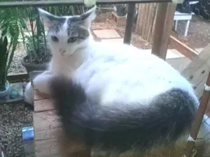 Gato raça SRD-ViraLata idade 3 anos nome Lua