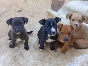 Cachorro raça SRD-ViraLata idade Abaixo de 2 meses nome Ana Paula Ferreira de Freitas