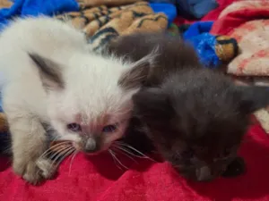 Gato raça SRD-ViraLata idade Abaixo de 2 meses nome Sem nome ainda 