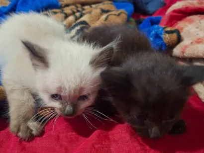 Gato raça SRD-ViraLata idade Abaixo de 2 meses nome Sem nome ainda 