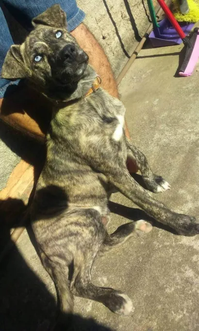 Cachorro raça SRD-ViraLata idade 6 ou mais anos nome Maylon 