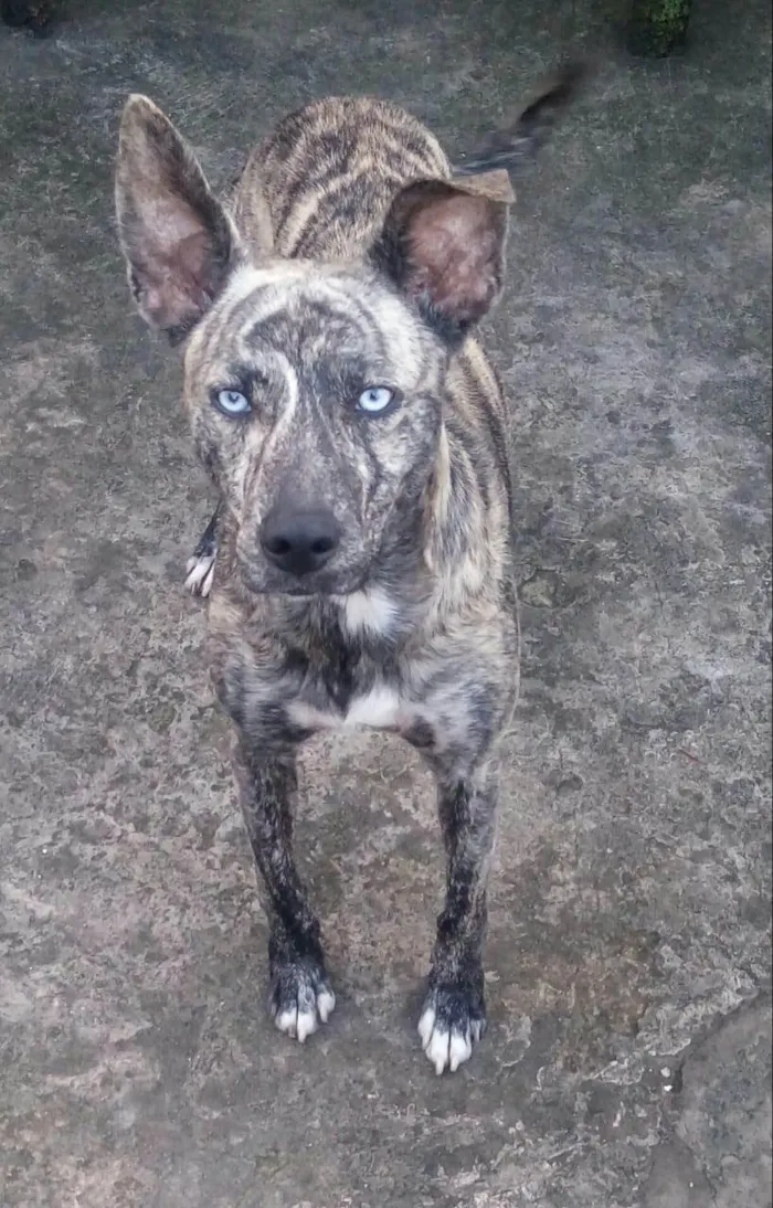 Cachorro ra a SRD-ViraLata idade 6 ou mais anos nome Maylon 