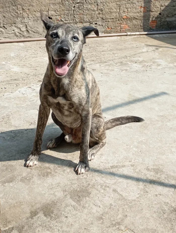 Cachorro ra a SRD-ViraLata idade 6 ou mais anos nome Maylon 