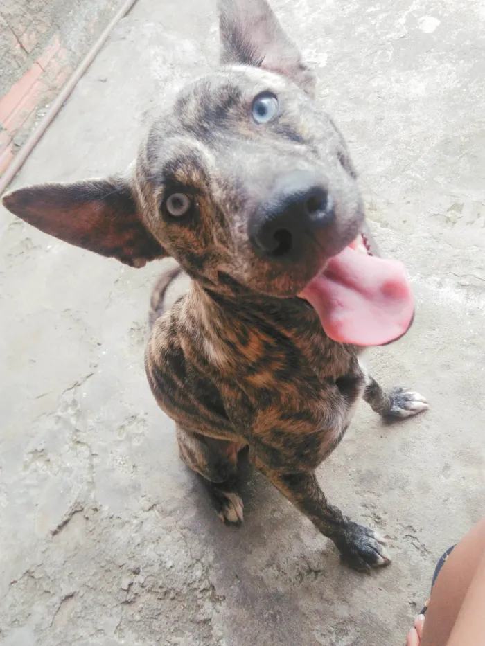 Cachorro ra a SRD-ViraLata idade 6 ou mais anos nome Maylon 
