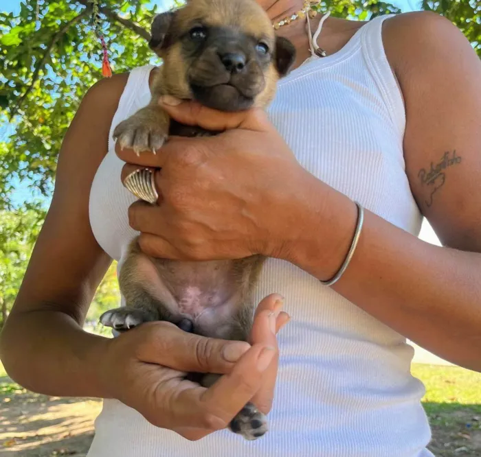 Cachorro ra a SRD-ViraLata idade 2 a 6 meses nome Pinga 