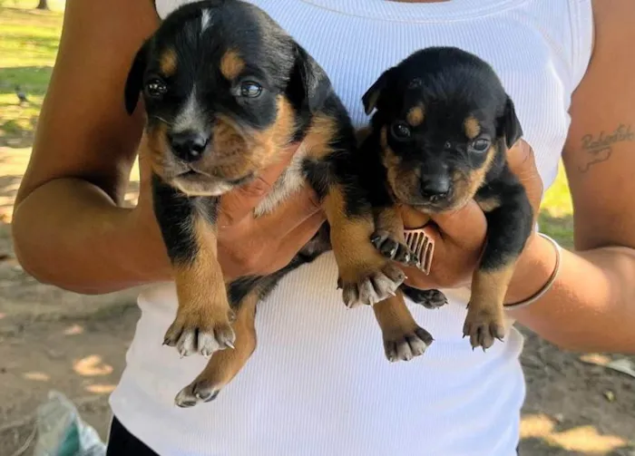 Cachorro ra a SRD-ViraLata idade 2 a 6 meses nome Pinga 