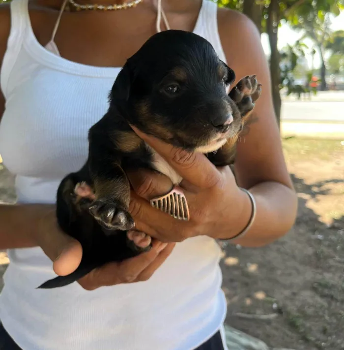 Cachorro ra a SRD-ViraLata idade 2 a 6 meses nome Pinga 