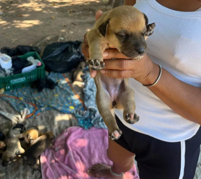 Cachorro ra a SRD-ViraLata idade 2 a 6 meses nome Pinga 
