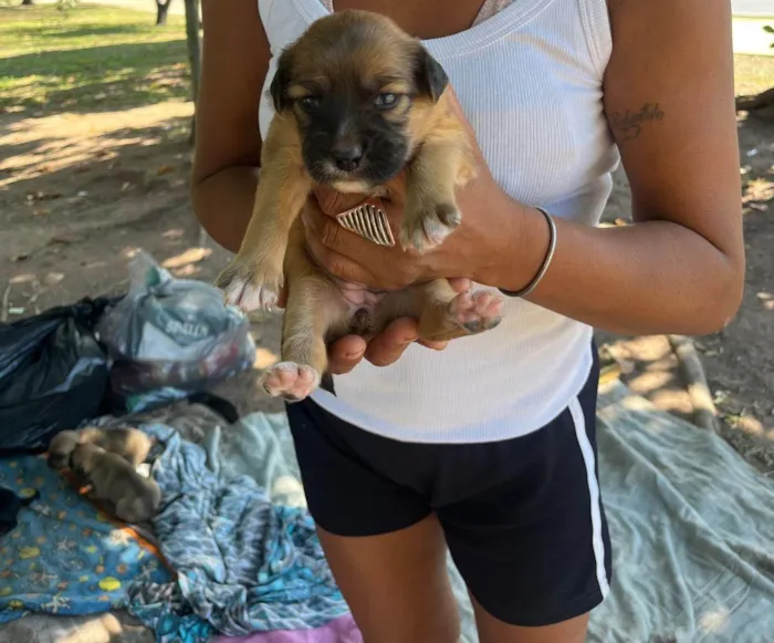 Cachorro ra a SRD-ViraLata idade 2 a 6 meses nome Pinga 