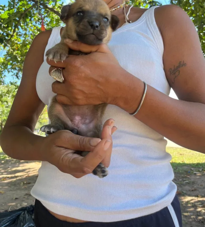 Cachorro ra a SRD-ViraLata idade 2 a 6 meses nome Pinga 