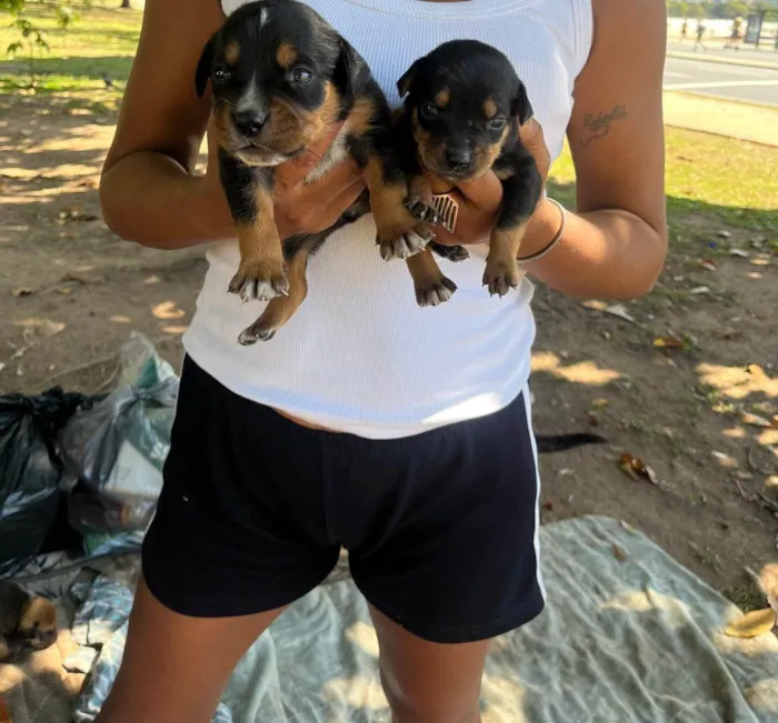 Cachorro ra a SRD-ViraLata idade 2 a 6 meses nome Pinga 