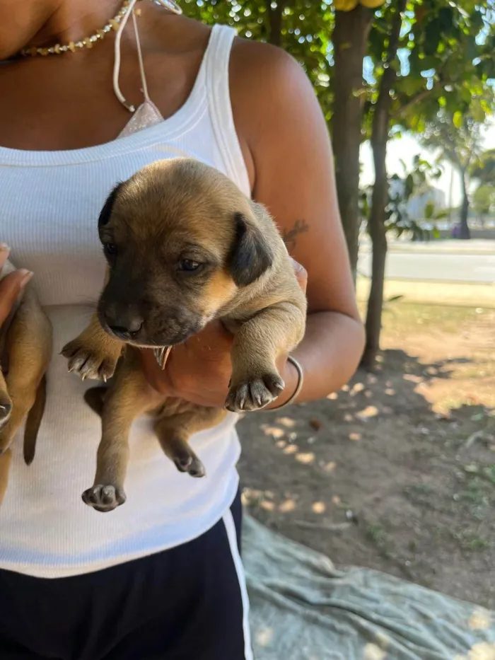 Cachorro ra a SRD-ViraLata idade 2 a 6 meses nome Pinga 