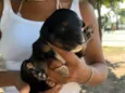 Pinga 