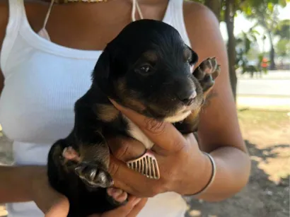 Cachorro raça SRD-ViraLata idade 2 a 6 meses nome Pinga 