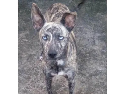Cachorro raça SRD-ViraLata idade 6 ou mais anos nome Maylon 