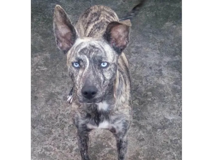 Cachorro ra a SRD-ViraLata idade 6 ou mais anos nome Maylon 