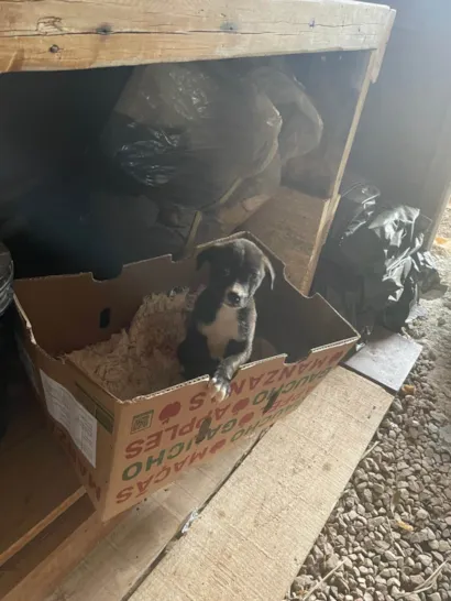 Cachorro raça SRD-ViraLata idade Abaixo de 2 meses nome Vira lata 