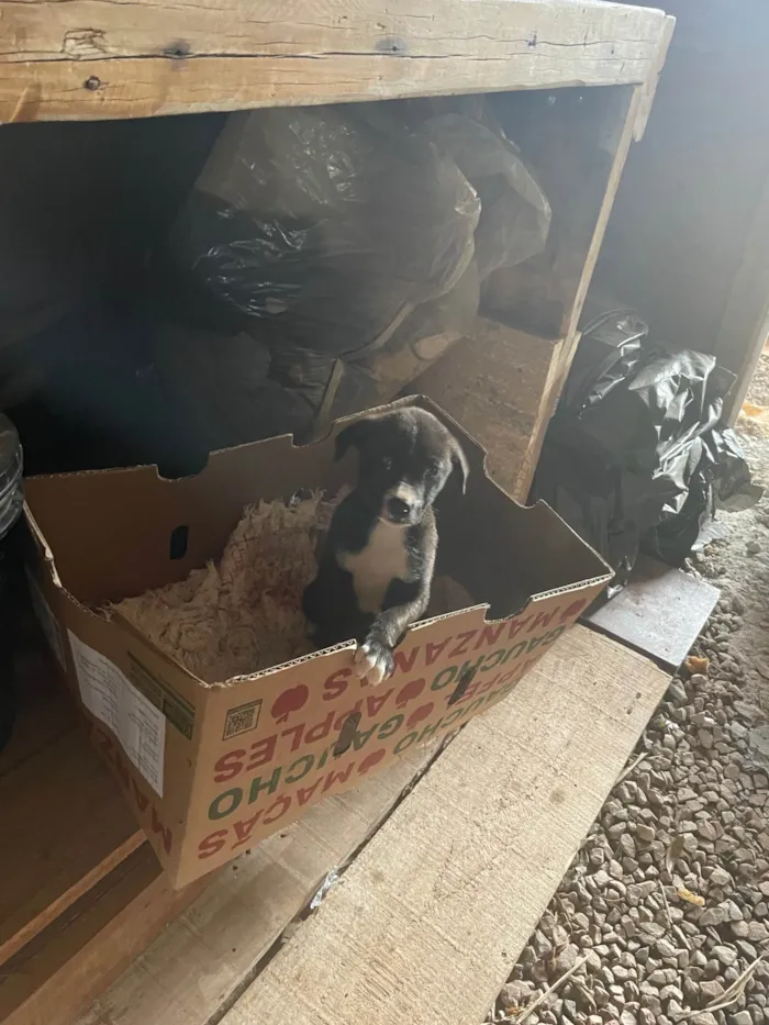 Cachorro ra a SRD-ViraLata idade Abaixo de 2 meses nome Vira lata 