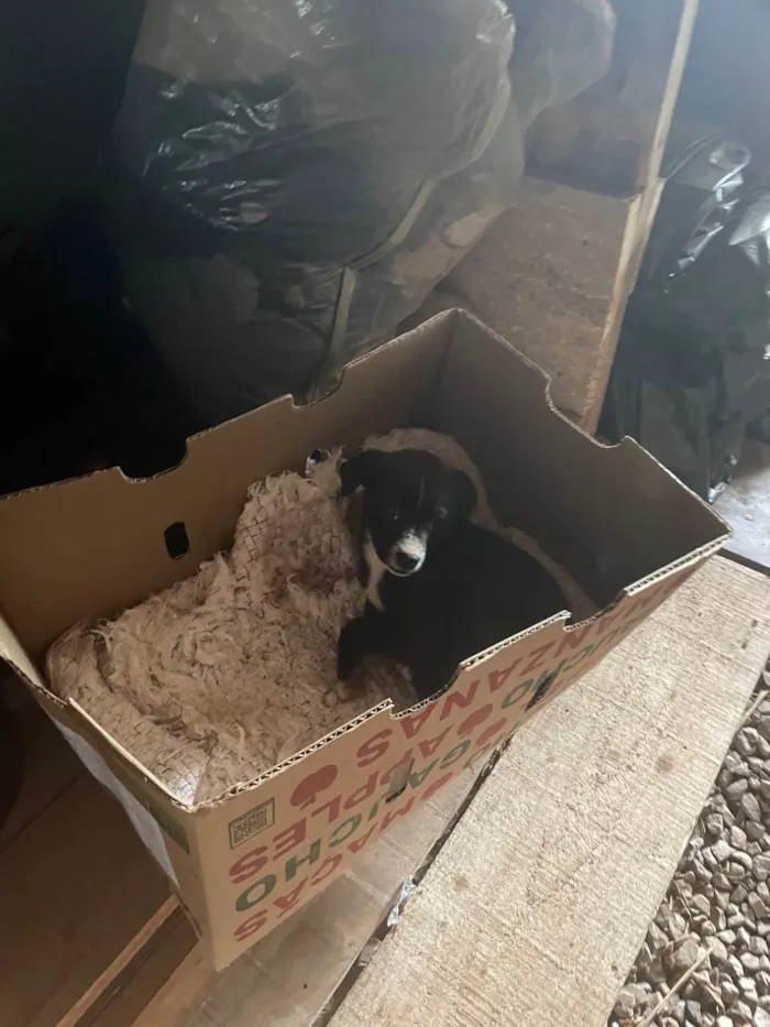 Cachorro ra a SRD-ViraLata idade Abaixo de 2 meses nome Vira lata 