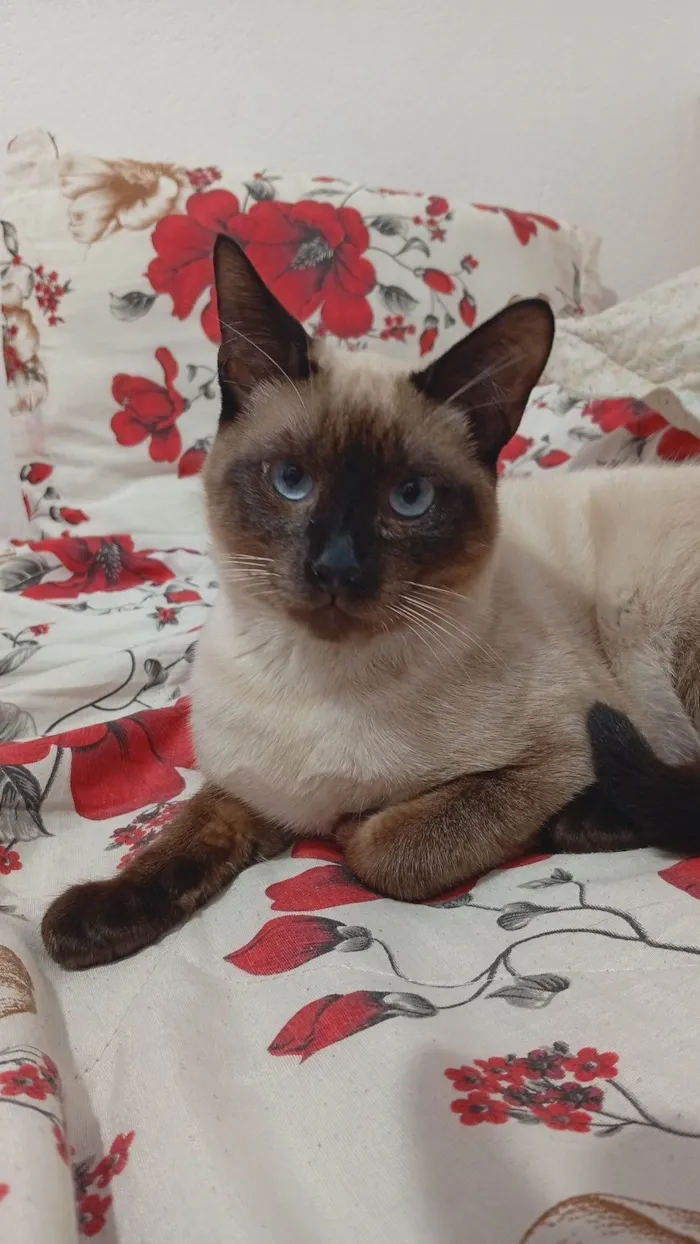 Gato ra a Siamês idade 2 a 6 meses nome Joaquim 