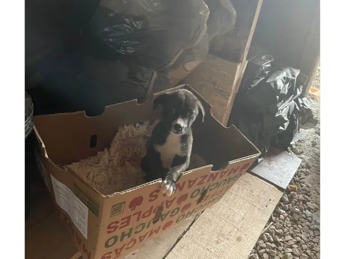 Cachorro ra a SRD-ViraLata idade Abaixo de 2 meses nome Vira lata 