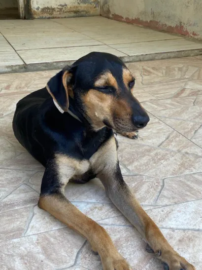 Cachorro raça SRD-ViraLata idade 2 anos nome Luan