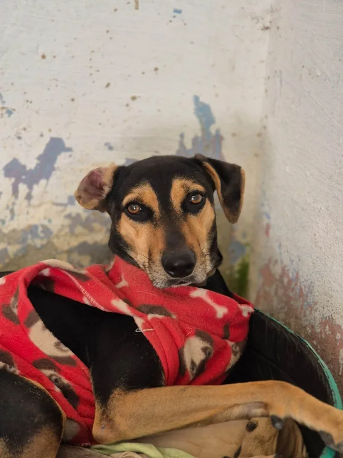 Cachorro ra a SRD-ViraLata idade 2 anos nome Luan