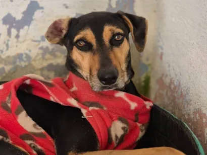 Cachorro raça SRD-ViraLata idade 2 anos nome Luan