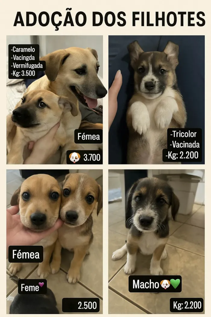 Cachorro ra a Pequinês idade Abaixo de 2 meses nome Ailton Batista Rocha