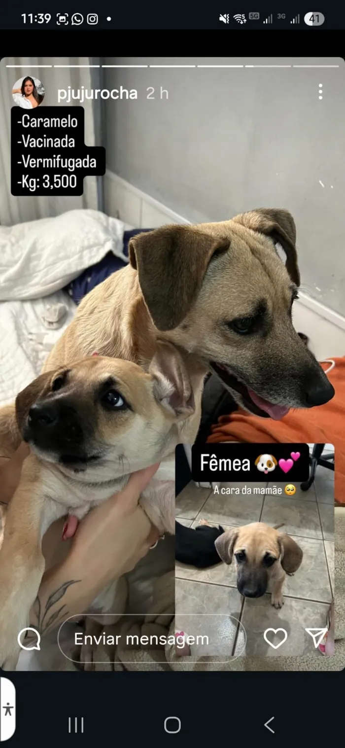 Cachorro ra a Pequinês idade Abaixo de 2 meses nome Ailton Batista Rocha
