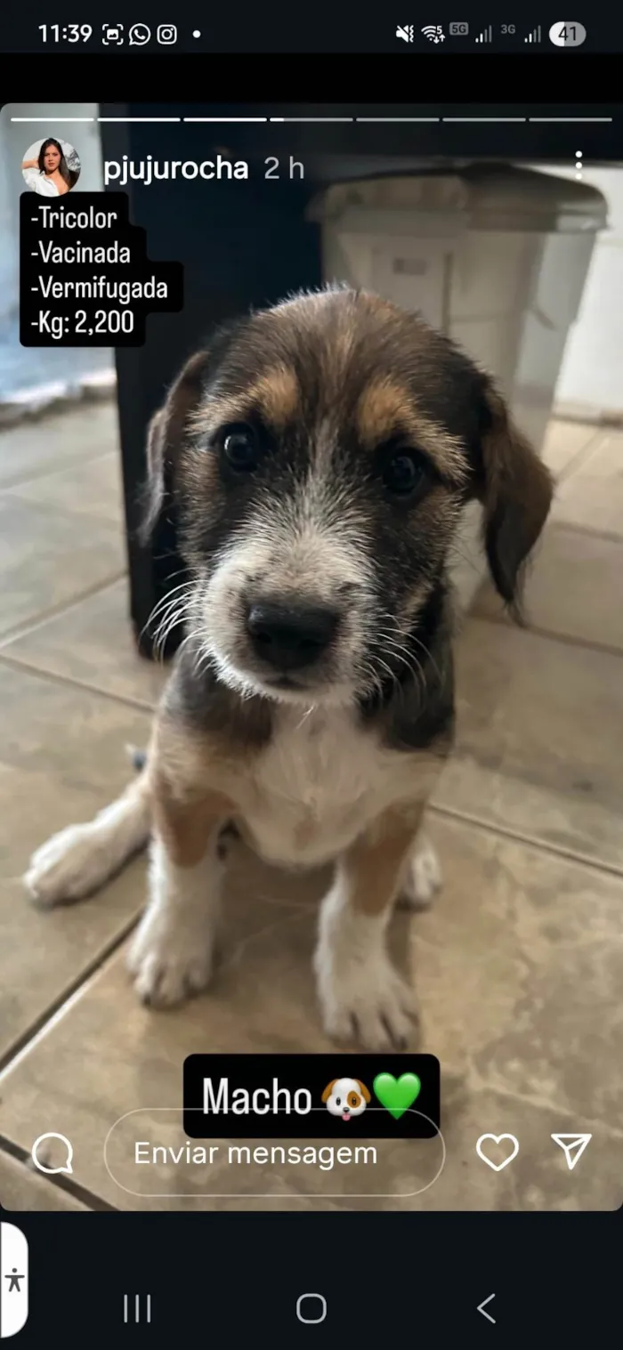 Cachorro ra a Pequinês idade Abaixo de 2 meses nome Ailton Batista Rocha