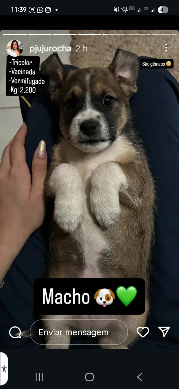 Cachorro ra a Pequinês idade Abaixo de 2 meses nome Ailton Batista Rocha