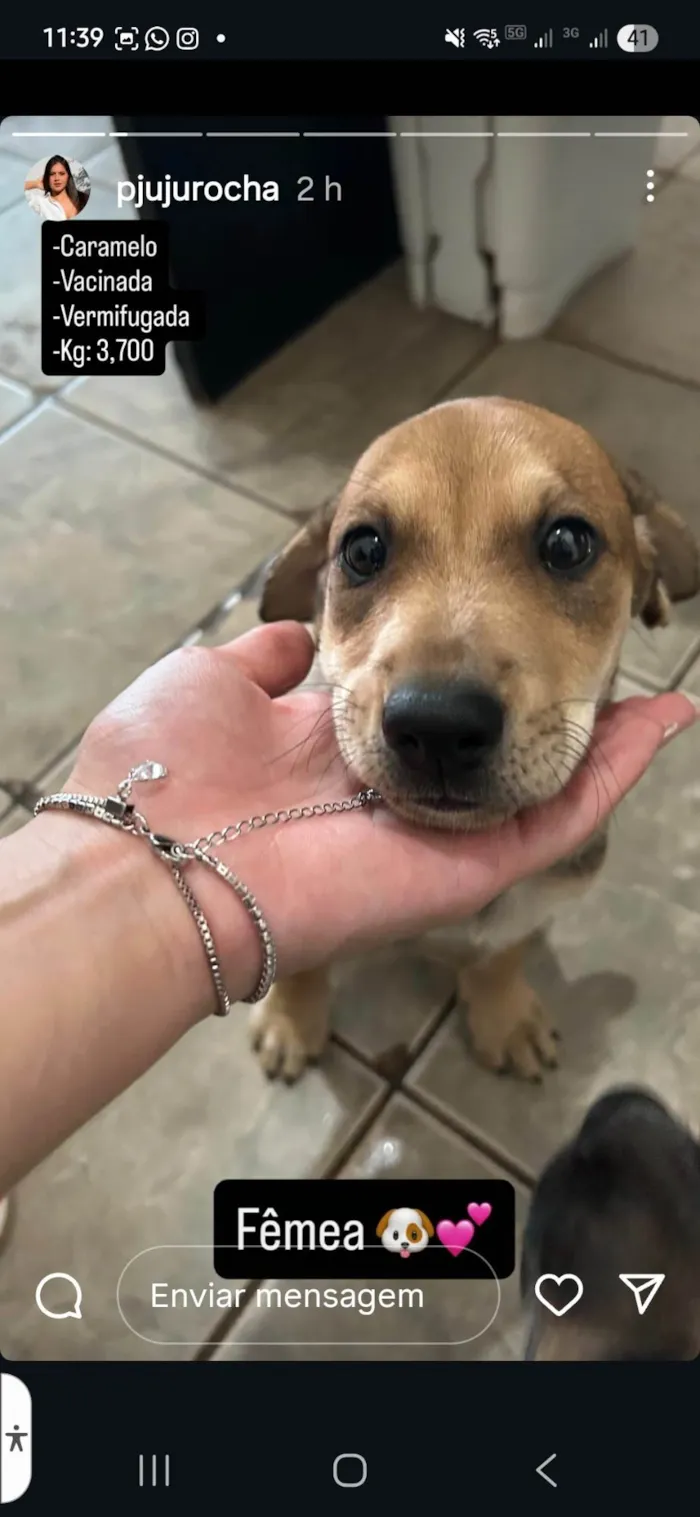 Cachorro ra a Pequinês idade Abaixo de 2 meses nome Ailton Batista Rocha