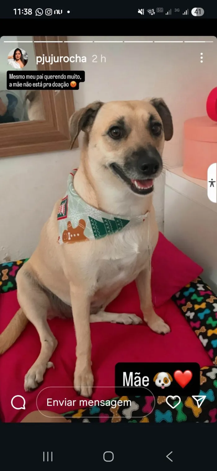 Cachorro ra a Pequinês idade Abaixo de 2 meses nome Ailton Batista Rocha