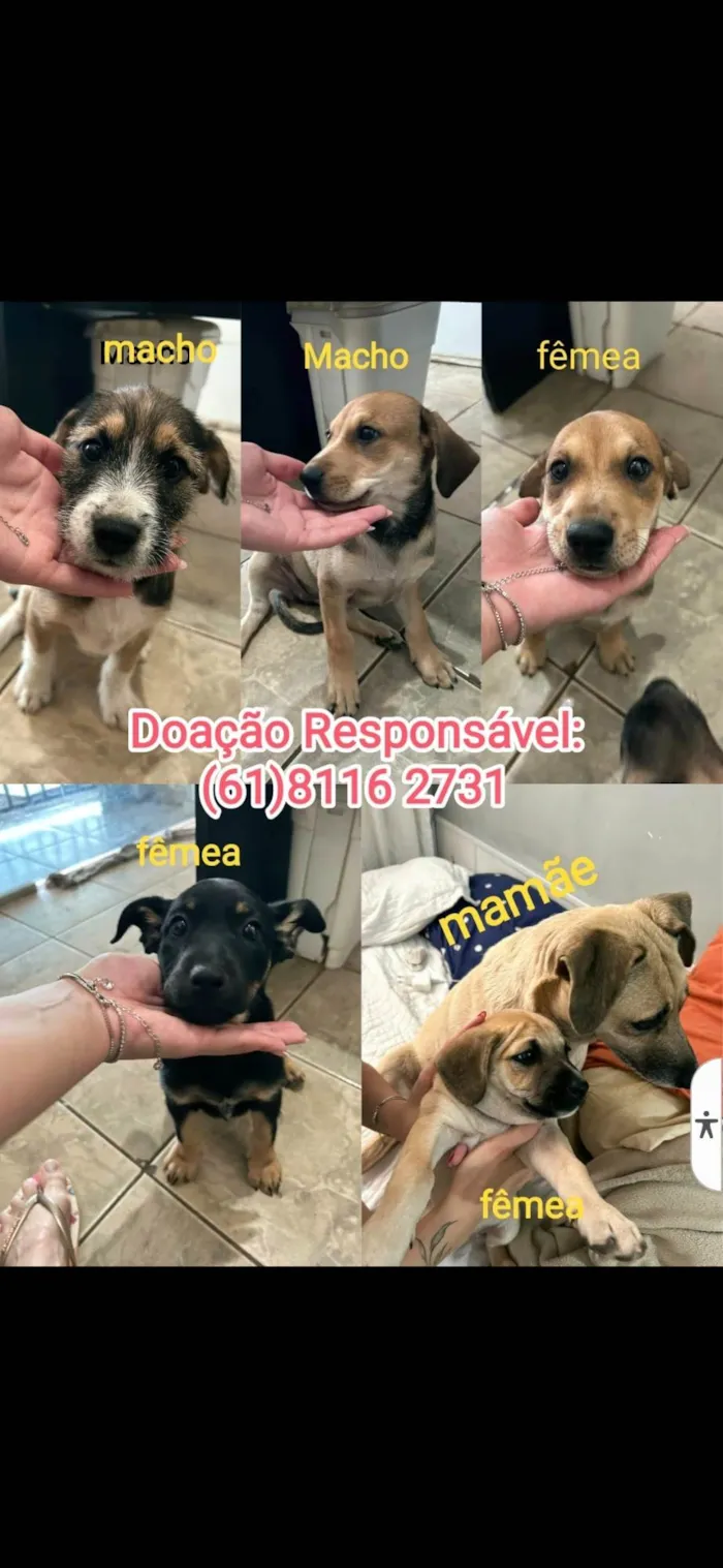 Cachorro ra a Pequinês idade Abaixo de 2 meses nome Ailton Batista Rocha