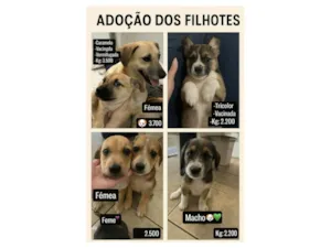 Cachorro raça Pequinês idade Abaixo de 2 meses nome Ailton Batista Rocha