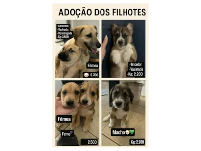 Cachorro raça Pequinês idade Abaixo de 2 meses nome Ailton Batista Rocha