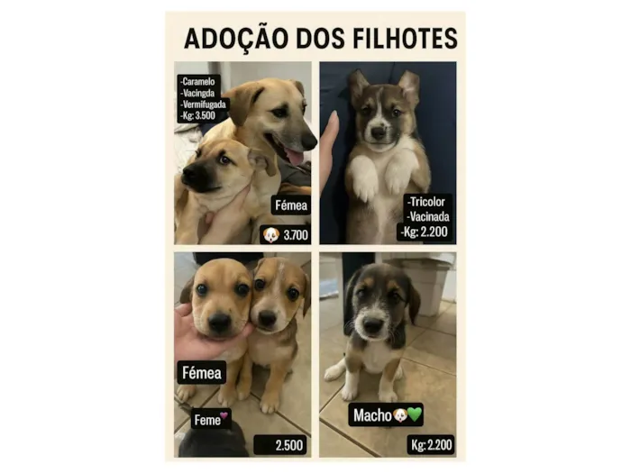Cachorro ra a Pequinês idade Abaixo de 2 meses nome Ailton Batista Rocha