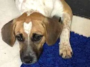 Cachorro raça SRD-ViraLata idade 1 ano nome Mel
