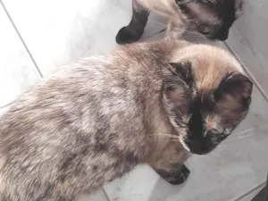 Gato raça SRD-ViraLata idade 1 ano nome Mãe e filha 