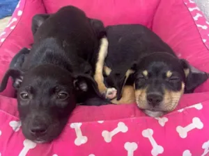 Cachorro raça SRD-ViraLata idade 2 a 6 meses nome Olivia 