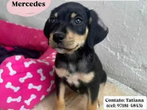 Cachorro raça SRD-ViraLata idade 2 a 6 meses nome Mercedes 