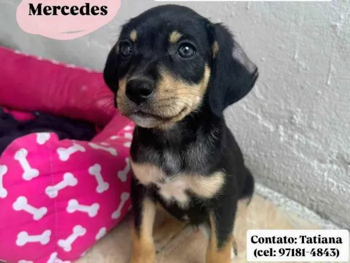 Cachorro ra a SRD-ViraLata idade 2 a 6 meses nome Mercedes 