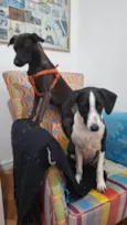 Filó